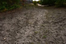 Качалинский лес у хутора Качалин на слиянии рек Быстрой и Гнилой