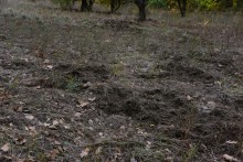 Качалинский лес у хутора Качалин на слиянии рек Быстрой и Гнилой