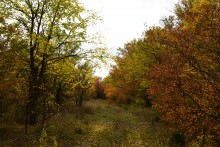 Качалинский лес у хутора Качалин на слиянии рек Быстрой и Гнилой