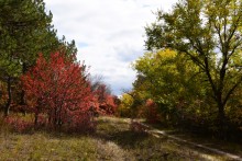 Качалинский лес у хутора Качалин на слиянии рек Быстрой и Гнилой