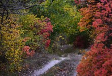 Качалинский лес у хутора Качалин на слиянии рек Быстрой и Гнилой