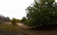 Качалинский лес у хутора Качалин на слиянии рек Быстрой и Гнилой