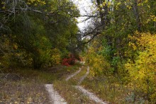 Качалинский лес у хутора Качалин на слиянии рек Быстрой и Гнилой