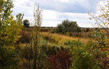 Качалинский лес у хутора Качалин на слиянии рек Быстрой и Гнилой