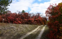 Качалинский лес у хутора Качалин на слиянии рек Быстрой и Гнилой
