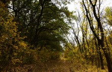 Качалинский лес у хутора Качалин на слиянии рек Быстрой и Гнилой