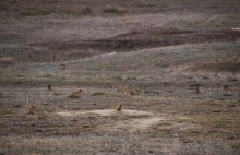 Качалинский лес у хутора Качалин на слиянии рек Быстрой и Гнилой