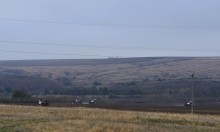 Уборка подсолнечника