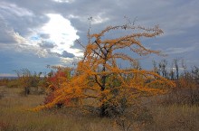 Осенние деревья в Кундрюченских лесах