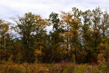 Осенние деревья в Кундрюченских лесах