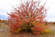 Осенние деревья в Кундрюченских лесах