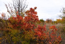Осенние деревья в Кундрюченских лесах