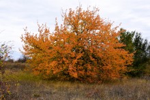 Осенние деревья в Кундрюченских лесах
