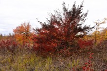 Осенние деревья в Кундрюченских лесах