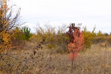 Осенние деревья в Кундрюченских лесах