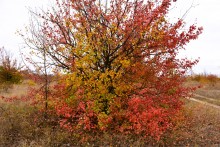 Осенние деревья в Кундрюченских лесах