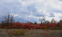 Осенние деревья в Кундрюченских лесах