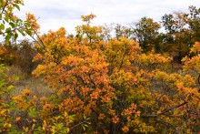 Осенние деревья в Кундрюченских лесах