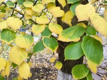 Липа осенью