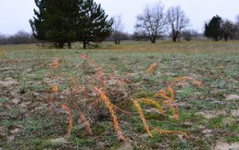 Кучугуры на Калитве