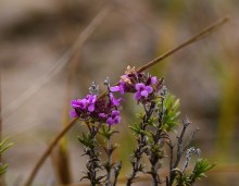 Кучугуры на Калитве