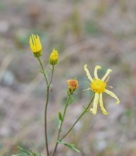 Кучугуры на Калитве