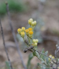 Кучугуры на Калитве