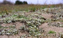 Кучугуры на Калитве