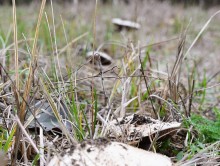 Кучугуры на Калитве