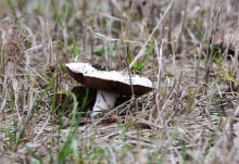 Кучугуры на Калитве