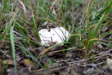 Кучугуры на Калитве