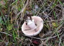 Кучугуры на Калитве