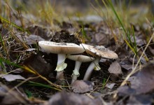 Кучугуры на Калитве