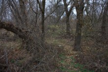 Кучугуры на Калитве