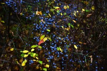 Скалы на Северском Донце между устьем Быстрой и скалой Западня