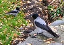 Вороны в парке Горького