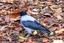 Вороны в парке Горького