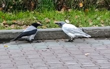 Белая ворона в парке Горького