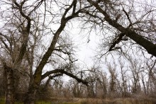 Стоянка древнего человека Хрящи на Северском Донце