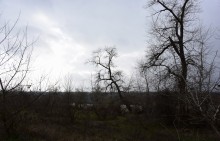 Стоянка древнего человека Хрящи на Северском Донце