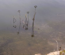 Стоянка древнего человека Хрящи на Северском Донце