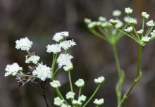 Стоянка древнего человека Хрящи на Северском Донце