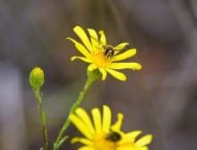 Стоянка древнего человека Хрящи на Северском Донце