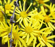 Стоянка древнего человека Хрящи на Северском Донце