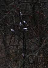 Стоянка древнего человека Хрящи на Северском Донце