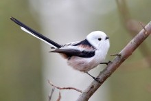 Стоянка древнего человека Хрящи на Северском Донце