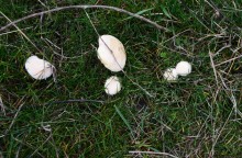 Грибы в ноябре, дождевик