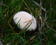 Грибы в ноябре, дождевик