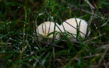 Грибы в ноябре, дождевик