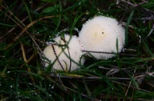 Грибы в ноябре, дождевик